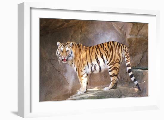 Tiger on Ledge-Lantern Press-Framed Art Print