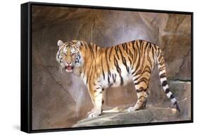 Tiger on Ledge-Lantern Press-Framed Stretched Canvas