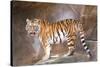 Tiger on Ledge-Lantern Press-Stretched Canvas