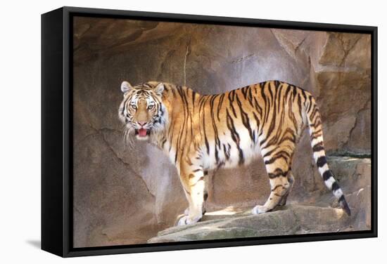 Tiger on Ledge-Lantern Press-Framed Stretched Canvas