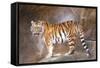 Tiger on Ledge-Lantern Press-Framed Stretched Canvas