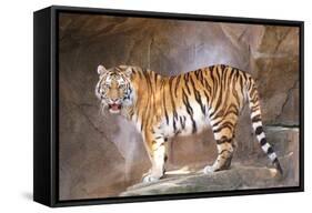 Tiger on Ledge-Lantern Press-Framed Stretched Canvas