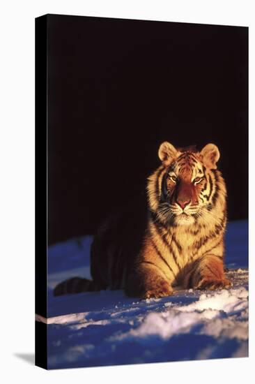 Tiger on Snow Just before Sunset (Captive Animal)-Lynn M^ Stone-Stretched Canvas