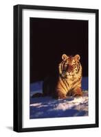 Tiger on Snow Just before Sunset (Captive Animal)-Lynn M^ Stone-Framed Premium Photographic Print