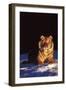 Tiger on Snow Just before Sunset (Captive Animal)-Lynn M^ Stone-Framed Photographic Print