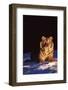 Tiger on Snow Just before Sunset (Captive Animal)-Lynn M^ Stone-Framed Photographic Print