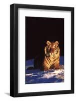 Tiger on Snow Just before Sunset (Captive Animal)-Lynn M^ Stone-Framed Photographic Print