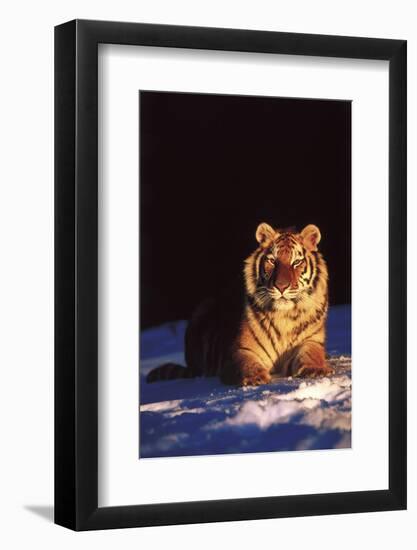 Tiger on Snow Just before Sunset (Captive Animal)-Lynn M^ Stone-Framed Photographic Print