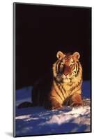 Tiger on Snow Just before Sunset (Captive Animal)-Lynn M^ Stone-Mounted Photographic Print