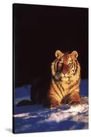 Tiger on Snow Just before Sunset (Captive Animal)-Lynn M^ Stone-Stretched Canvas