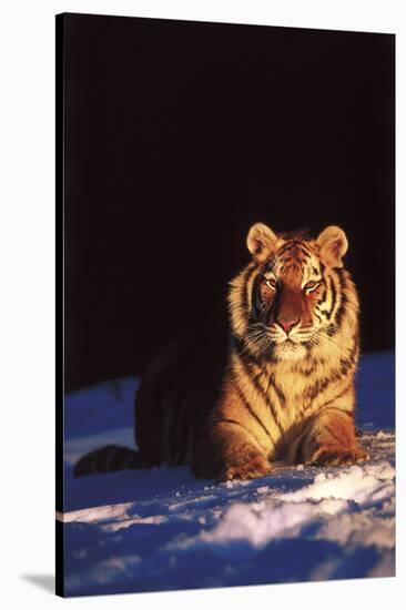 Tiger on Snow Just before Sunset (Captive Animal)-Lynn M^ Stone-Stretched Canvas