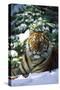 Tiger on Snow with Spruce Trees in Background (Captive Animal)-Lynn M^ Stone-Stretched Canvas