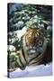 Tiger on Snow with Spruce Trees in Background (Captive Animal)-Lynn M^ Stone-Stretched Canvas