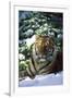 Tiger on Snow with Spruce Trees in Background (Captive Animal)-Lynn M^ Stone-Framed Premium Photographic Print