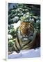 Tiger on Snow with Spruce Trees in Background (Captive Animal)-Lynn M^ Stone-Framed Premium Photographic Print