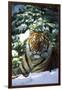 Tiger on Snow with Spruce Trees in Background (Captive Animal)-Lynn M^ Stone-Framed Premium Photographic Print