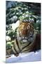 Tiger on Snow with Spruce Trees in Background (Captive Animal)-Lynn M^ Stone-Mounted Premium Photographic Print