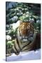 Tiger on Snow with Spruce Trees in Background (Captive Animal)-Lynn M^ Stone-Stretched Canvas