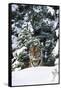 Tiger on Snow with Spruce Trees in Background (Captive Animal)-Lynn M^ Stone-Framed Stretched Canvas