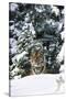Tiger on Snow with Spruce Trees in Background (Captive Animal)-Lynn M^ Stone-Stretched Canvas