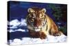 Tiger on Snow with Spruce Trees in Background (Captive Animal)-Lynn M^ Stone-Stretched Canvas