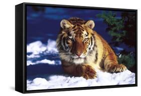 Tiger on Snow with Spruce Trees in Background (Captive Animal)-Lynn M^ Stone-Framed Stretched Canvas