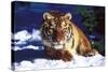 Tiger on Snow with Spruce Trees in Background (Captive Animal)-Lynn M^ Stone-Stretched Canvas