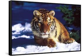 Tiger on Snow with Spruce Trees in Background (Captive Animal)-Lynn M^ Stone-Framed Stretched Canvas