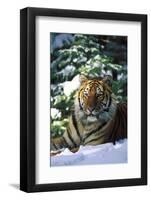 Tiger on Snow with Spruce Trees in Background (Captive Animal)-Lynn M^ Stone-Framed Photographic Print