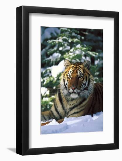 Tiger on Snow with Spruce Trees in Background (Captive Animal)-Lynn M^ Stone-Framed Photographic Print