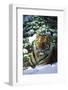 Tiger on Snow with Spruce Trees in Background (Captive Animal)-Lynn M^ Stone-Framed Photographic Print