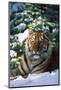 Tiger on Snow with Spruce Trees in Background (Captive Animal)-Lynn M^ Stone-Mounted Photographic Print