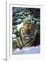 Tiger on Snow with Spruce Trees in Background (Captive Animal)-Lynn M^ Stone-Framed Photographic Print