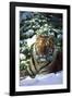 Tiger on Snow with Spruce Trees in Background (Captive Animal)-Lynn M^ Stone-Framed Photographic Print