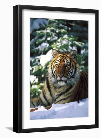 Tiger on Snow with Spruce Trees in Background (Captive Animal)-Lynn M^ Stone-Framed Photographic Print