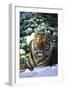 Tiger on Snow with Spruce Trees in Background (Captive Animal)-Lynn M^ Stone-Framed Photographic Print
