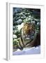 Tiger on Snow with Spruce Trees in Background (Captive Animal)-Lynn M^ Stone-Framed Photographic Print