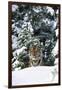 Tiger on Snow with Spruce Trees in Background (Captive Animal)-Lynn M^ Stone-Framed Photographic Print