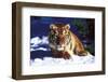 Tiger on Snow with Spruce Trees in Background (Captive Animal)-Lynn M^ Stone-Framed Photographic Print