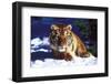 Tiger on Snow with Spruce Trees in Background (Captive Animal)-Lynn M^ Stone-Framed Photographic Print