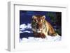 Tiger on Snow with Spruce Trees in Background (Captive Animal)-Lynn M^ Stone-Framed Photographic Print