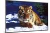 Tiger on Snow with Spruce Trees in Background (Captive Animal)-Lynn M^ Stone-Mounted Photographic Print