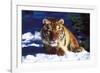 Tiger on Snow with Spruce Trees in Background (Captive Animal)-Lynn M^ Stone-Framed Photographic Print