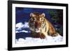 Tiger on Snow with Spruce Trees in Background (Captive Animal)-Lynn M^ Stone-Framed Photographic Print