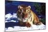 Tiger on Snow with Spruce Trees in Background (Captive Animal)-Lynn M^ Stone-Mounted Photographic Print