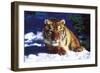 Tiger on Snow with Spruce Trees in Background (Captive Animal)-Lynn M^ Stone-Framed Photographic Print