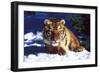 Tiger on Snow with Spruce Trees in Background (Captive Animal)-Lynn M^ Stone-Framed Photographic Print