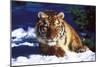 Tiger on Snow with Spruce Trees in Background (Captive Animal)-Lynn M^ Stone-Mounted Photographic Print