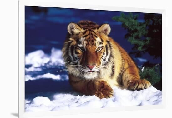 Tiger on Snow with Spruce Trees in Background (Captive Animal)-Lynn M^ Stone-Framed Photographic Print