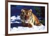 Tiger on Snow with Spruce Trees in Background (Captive Animal)-Lynn M^ Stone-Framed Photographic Print